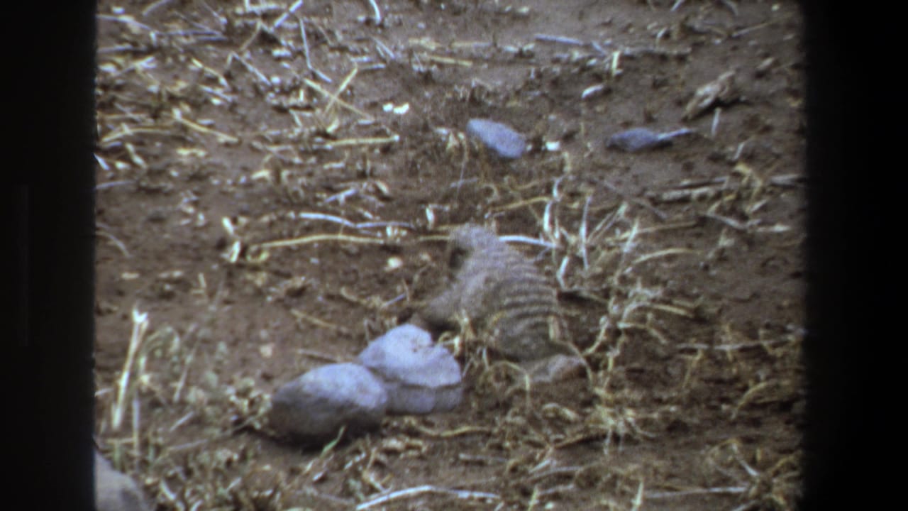 A meerkat-like animal forages with its head down on dry ground in Pretoria, South Africa, according to the 1969 clip metadata.