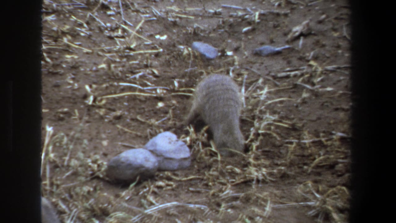Small mammal seen from behind while moving across dry straw-covered ground.