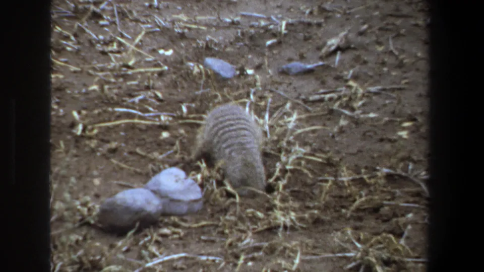 The small striped animal lowers its head toward the soil while foraging near pale rocks in the Pretoria 1969 footage.