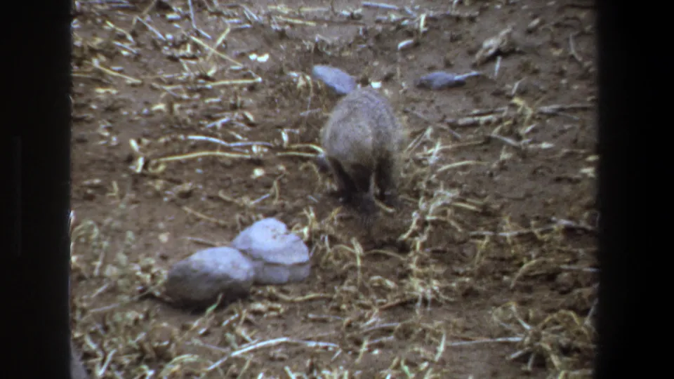 The meerkat-like animal faces away in a dry outdoor setting, surrounded by straw, rocks, and visible 8mm film borders.