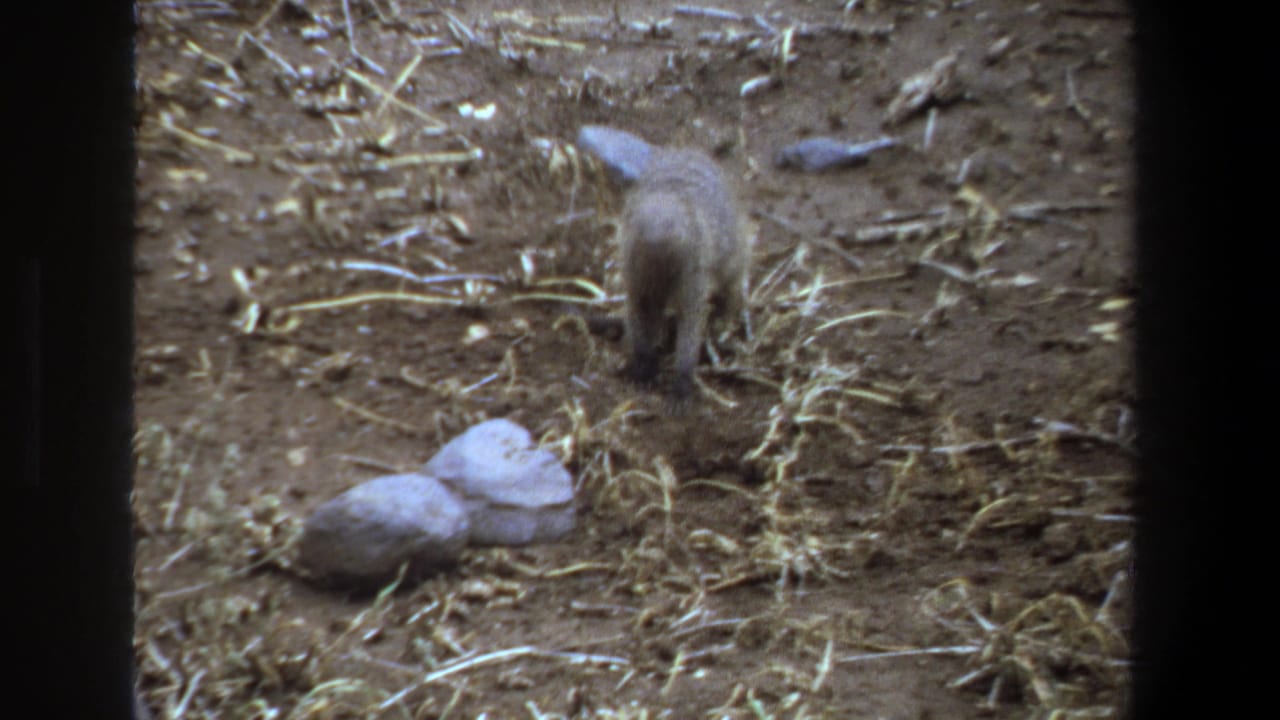 A small mongoose-like animal forages on dry, straw-strewn ground in 1969 Pretoria-area 8mm footage.