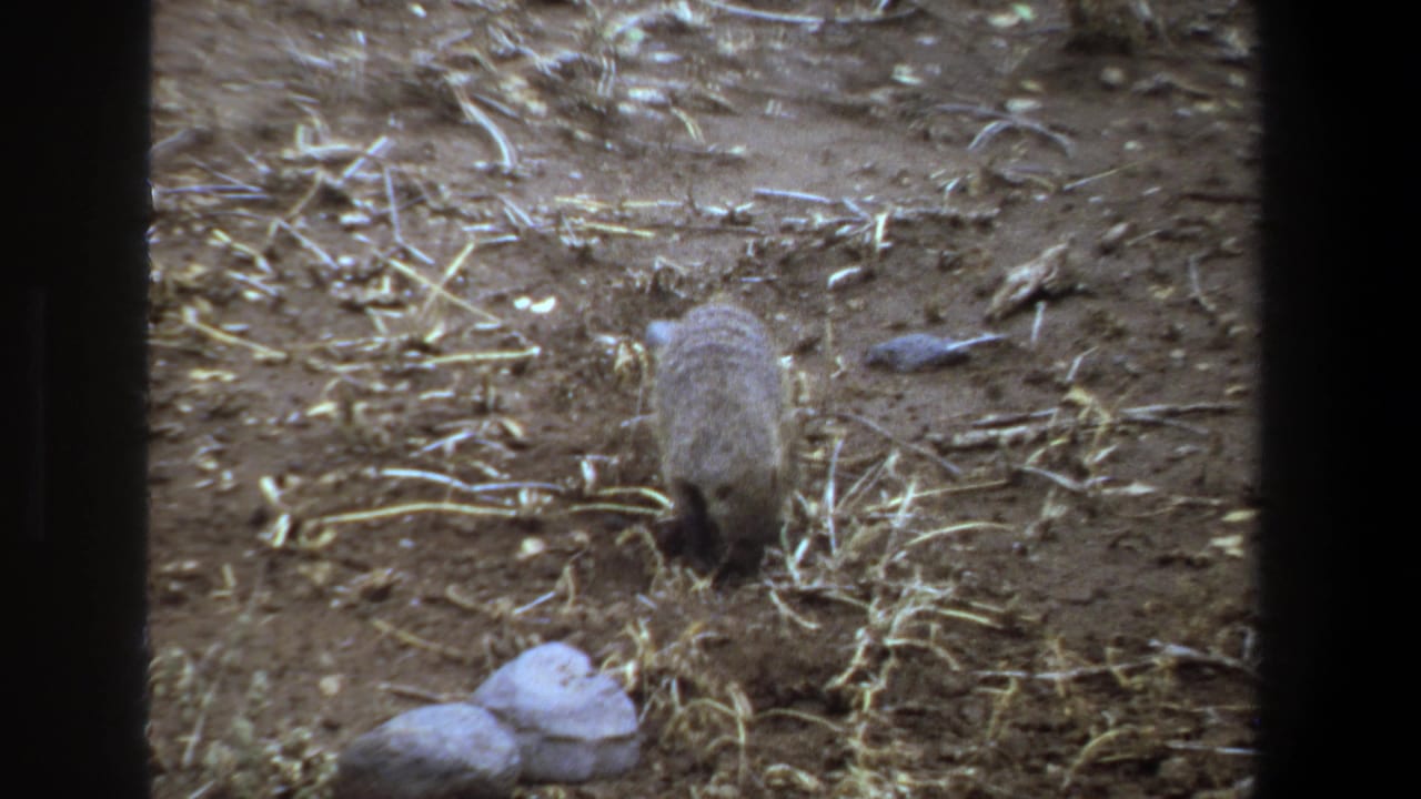 Small animal moving away across dry ground with straw and stones nearby.