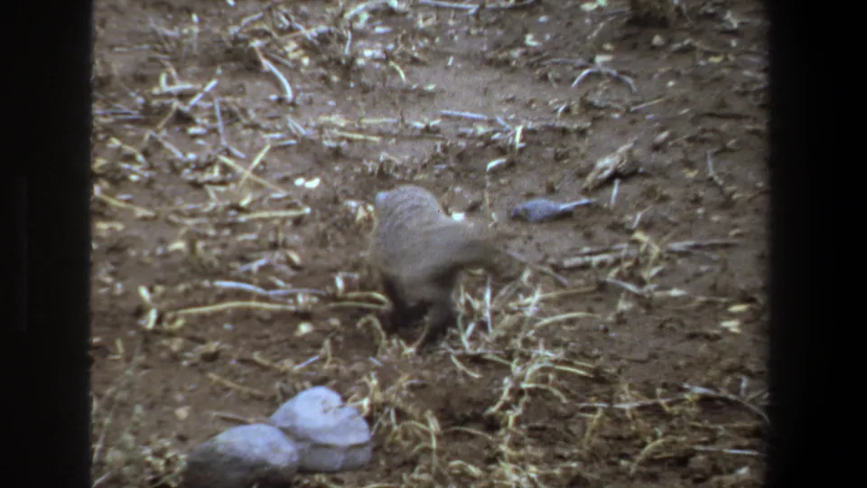 A closer 8mm view shows the small mammal lowered toward the ground while foraging near stones and dry straw.