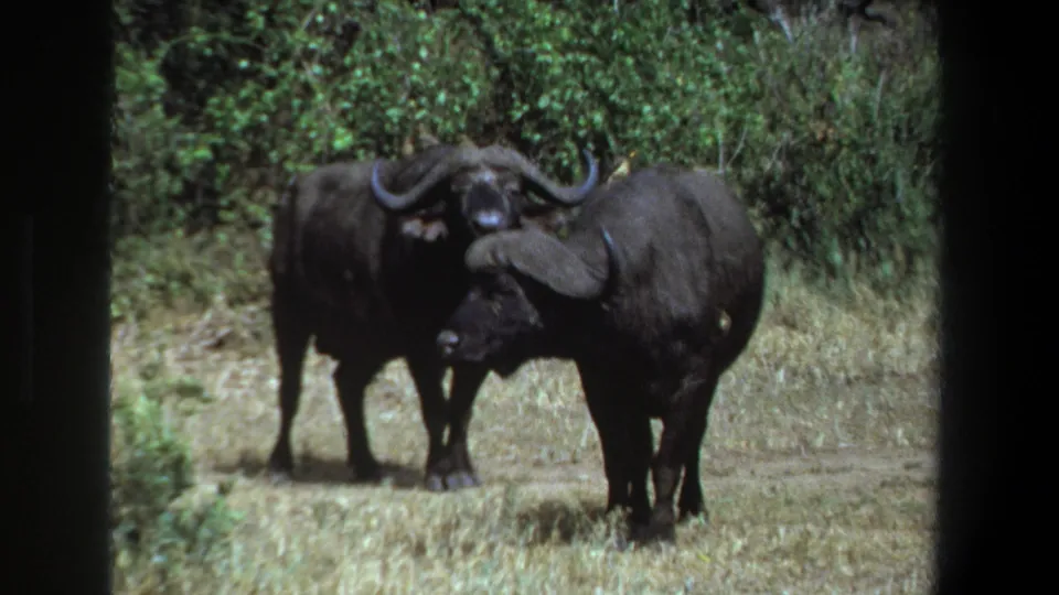Two African buffalo stand in a grassy clearing with dense foliage behind them in the 1969 South Africa wildlife footage.