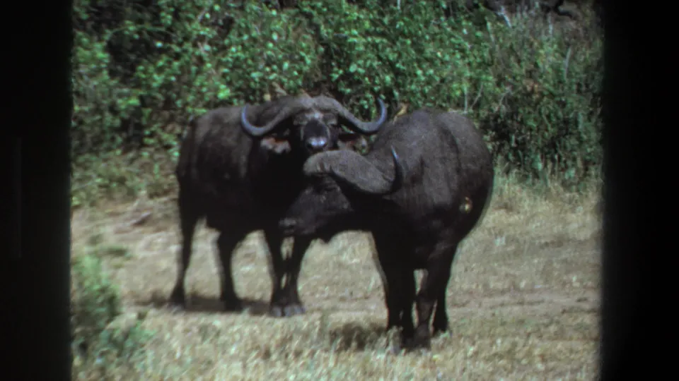 Two African buffaloes stand together in a bush clearing near Pretoria, South Africa, in supplied 1969 8mm home-movie footage.
