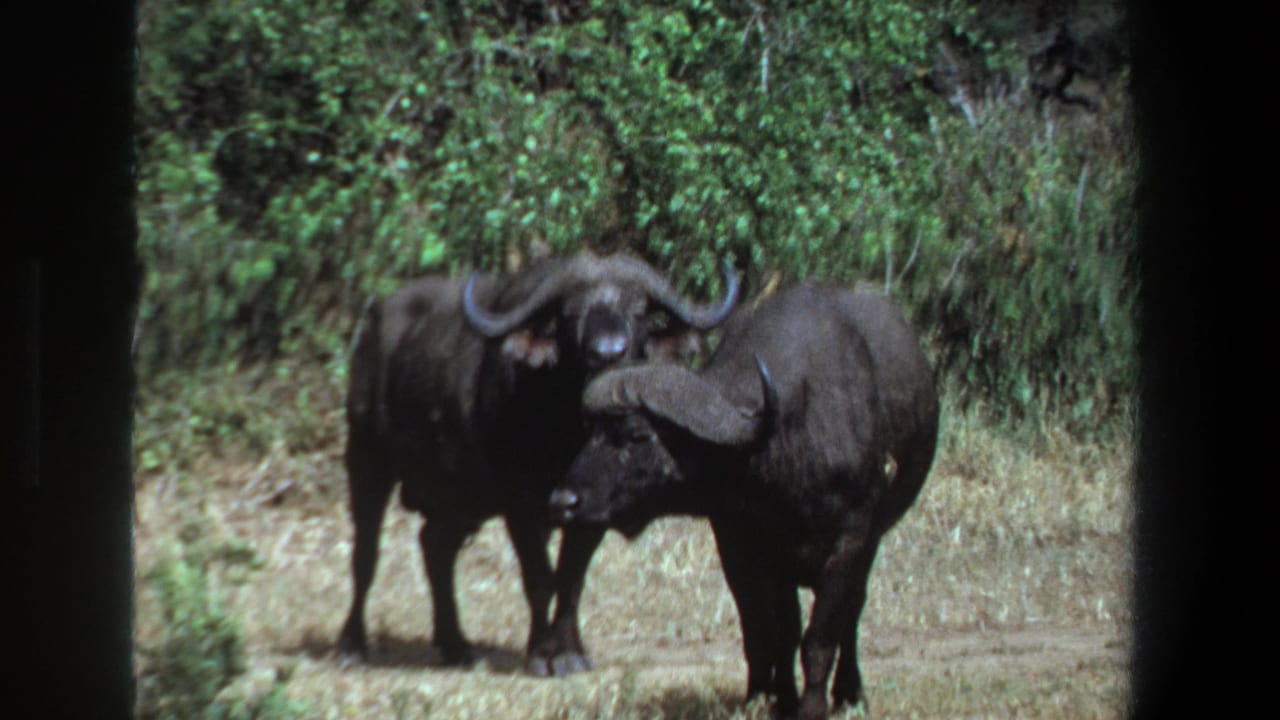 Two buffaloes facing the camera from a grassy opening with brush behind them.