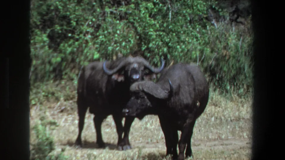 Two buffaloes face the camera in a grassy opening near Pretoria, with the 8mm frame divided by dark film borders.