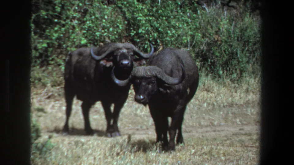 In the 1969 Pretoria wildlife footage, two buffaloes stand side by side as one appears slightly closer to the camera.