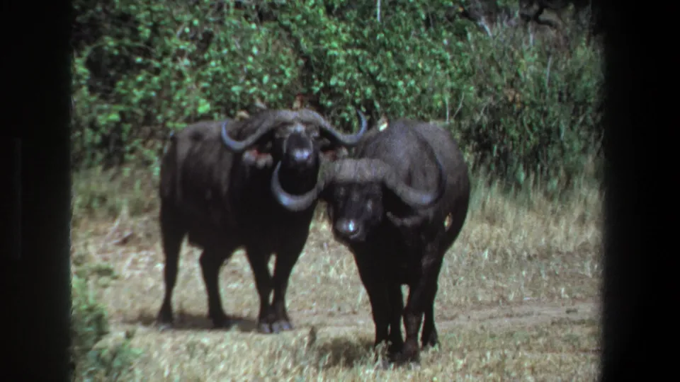 Two buffaloes stand calmly in a Pretoria bush clearing, seen through soft, grainy 8mm home-movie footage from the supplied 1969 clip.