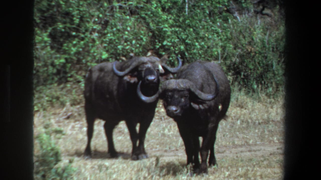 Two African buffalo face the camera in a grassy clearing near Pretoria, South Africa, in 1969 home-movie footage.