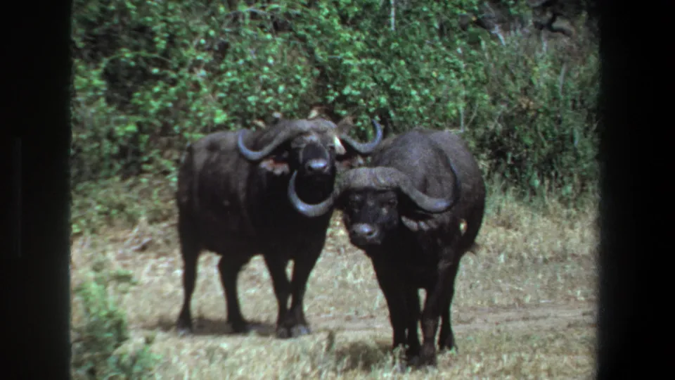 Two African buffalo face the camera in a grassy clearing near Pretoria, South Africa, in 1969 home-movie footage.