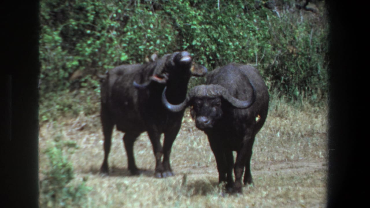 Two buffalo stand in a grassy clearing, one turning its head slightly.