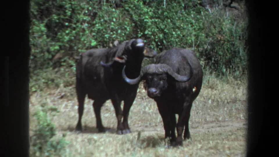 In this 1969 Pretoria wildlife frame, two buffalo remain in grass while one angles its head beside dense shrubs.