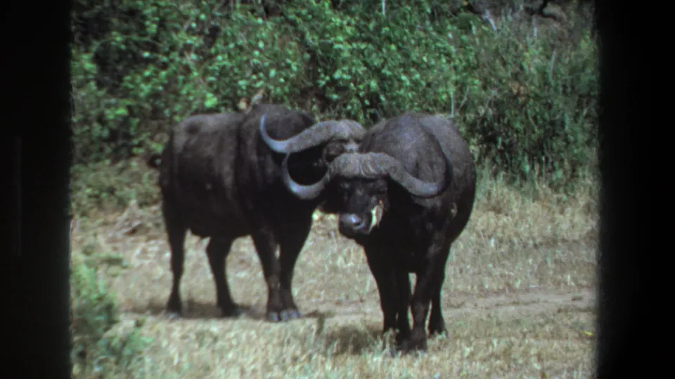 Two African buffalo face forward in a grassy Pretoria setting, recorded with soft 8mm color-film texture in 1969.