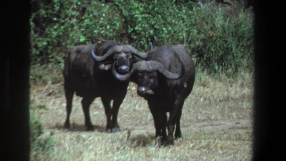 The final 1969 Pretoria frame shows two buffalo close together in grass, with dark borders and soft focus from the 8mm scan.