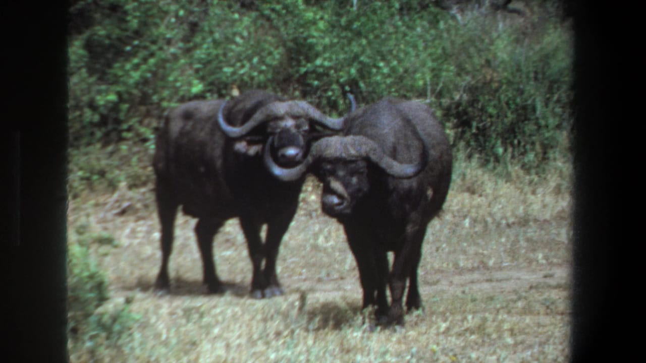 1969 Pretoria home-movie frame showing two African buffalo in a grassy clearing with large curved horns pressed together.