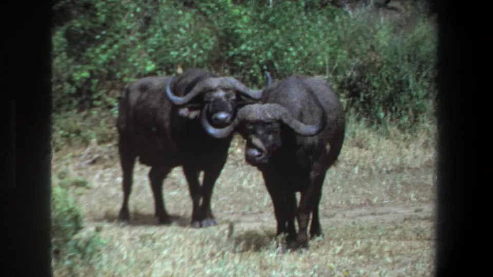 1969 Pretoria home-movie frame showing two African buffalo in a grassy clearing with large curved horns pressed together.