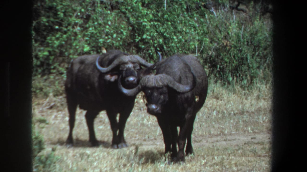 Two buffalo face the camera in a grassy clearing with horns close together.
