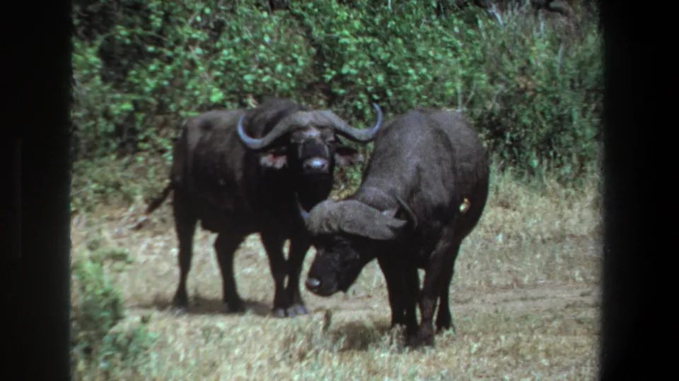 1969 Pretoria wildlife frame showing one African buffalo lowering its head as another stands behind in a brushy clearing.