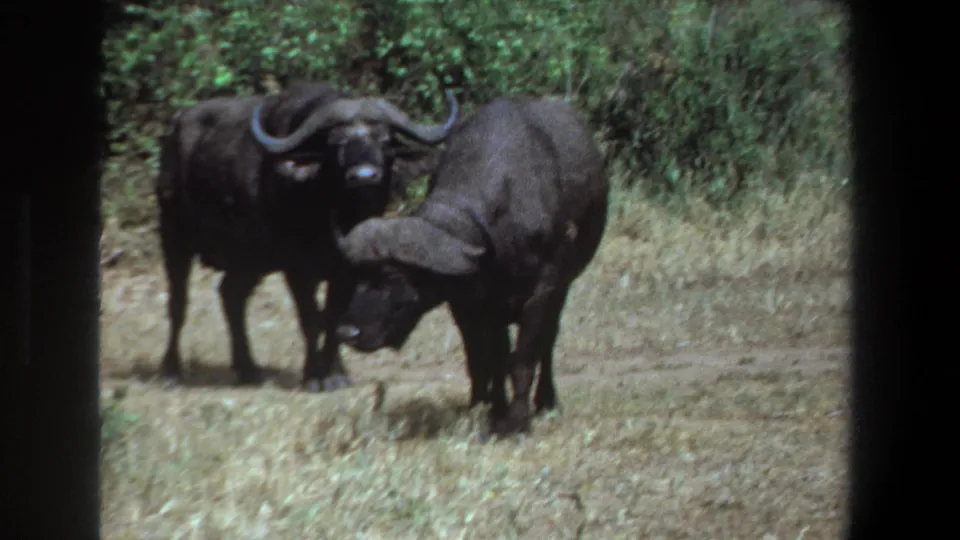 1969 Pretoria 8mm frame of two African buffalo in a clearing, with the nearer animal lowering its horned head.