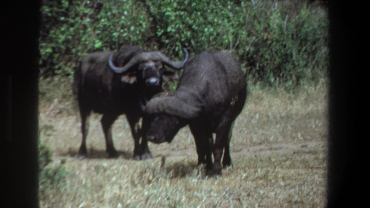 1969 Pretoria 8mm frame showing two African buffalo in dry grassland, one facing camera while the other lowers its head nearby.