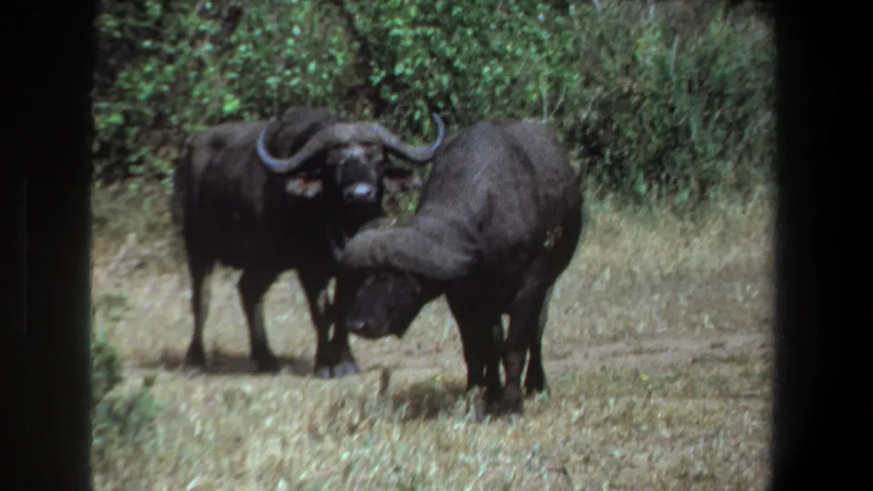1969 Pretoria 8mm frame showing two African buffalo in dry grassland, one facing camera while the other lowers its head nearby.