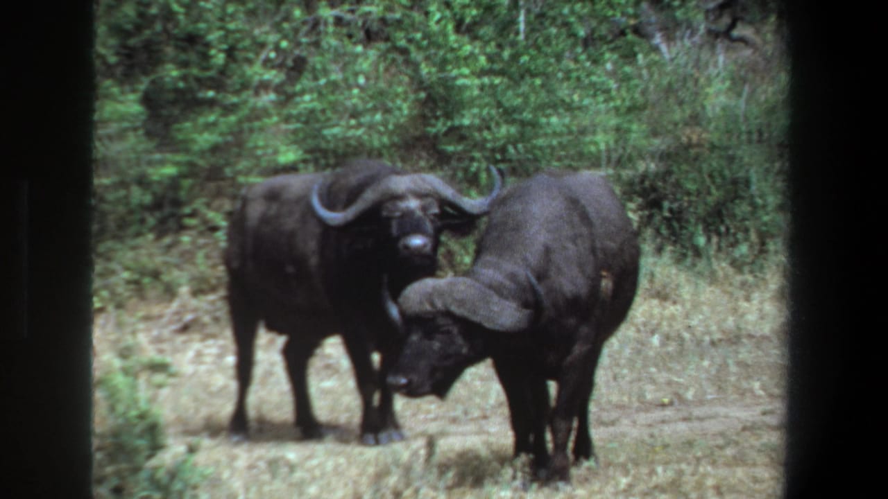 Two buffalo stand side by side, with one animal lowering its head toward the other.