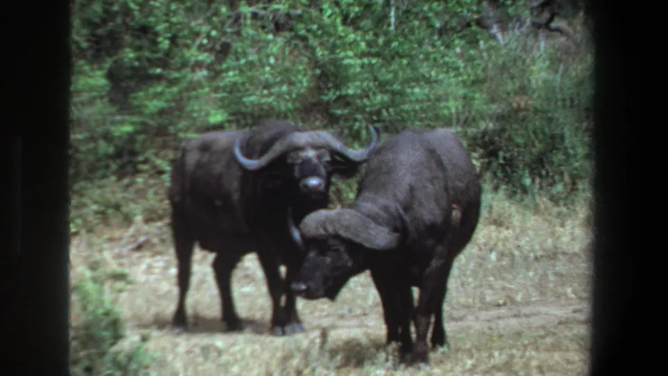 1969 Pretoria wildlife frame with two horned buffalo in grassland, one looking forward as the other bends its head across the foreground.