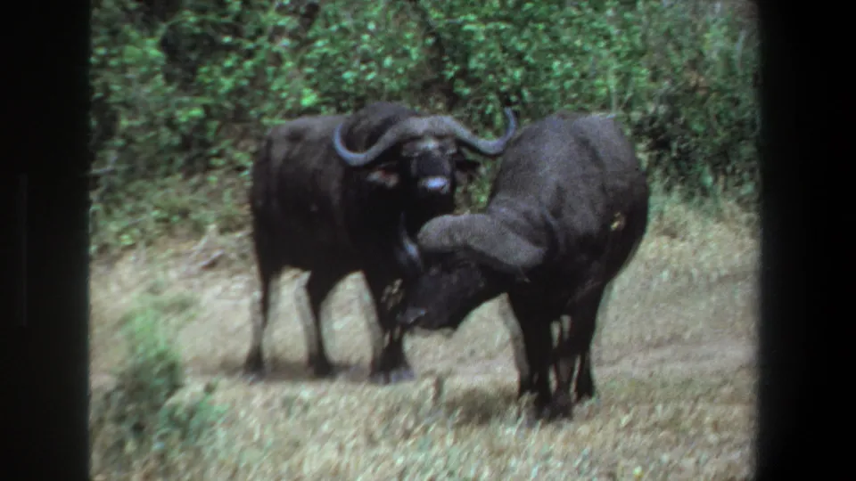 1969 Pretoria 8mm frame showing two African buffalo close together in dry grass, with soft focus and dense greenery in the background.
