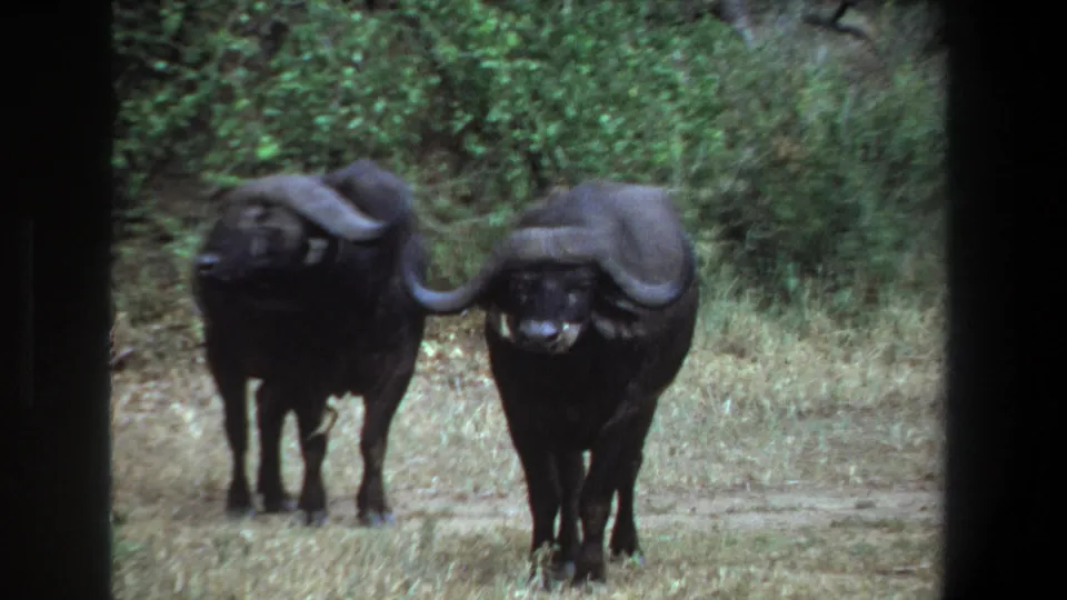 1969 Pretoria 8mm frame showing two African buffalo facing the camera area, framed by dry grass and green brush.