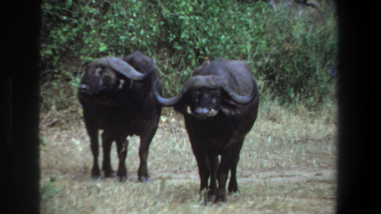 1969 Pretoria home-movie frame showing two African buffalo facing the camera in a dry grassy clearing with dense foliage behind them.