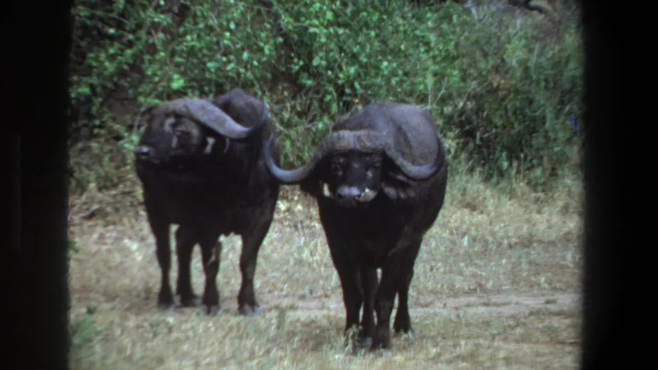 1969 Pretoria home-movie frame showing two African buffalo facing the camera in a dry grassy clearing with dense foliage behind them.