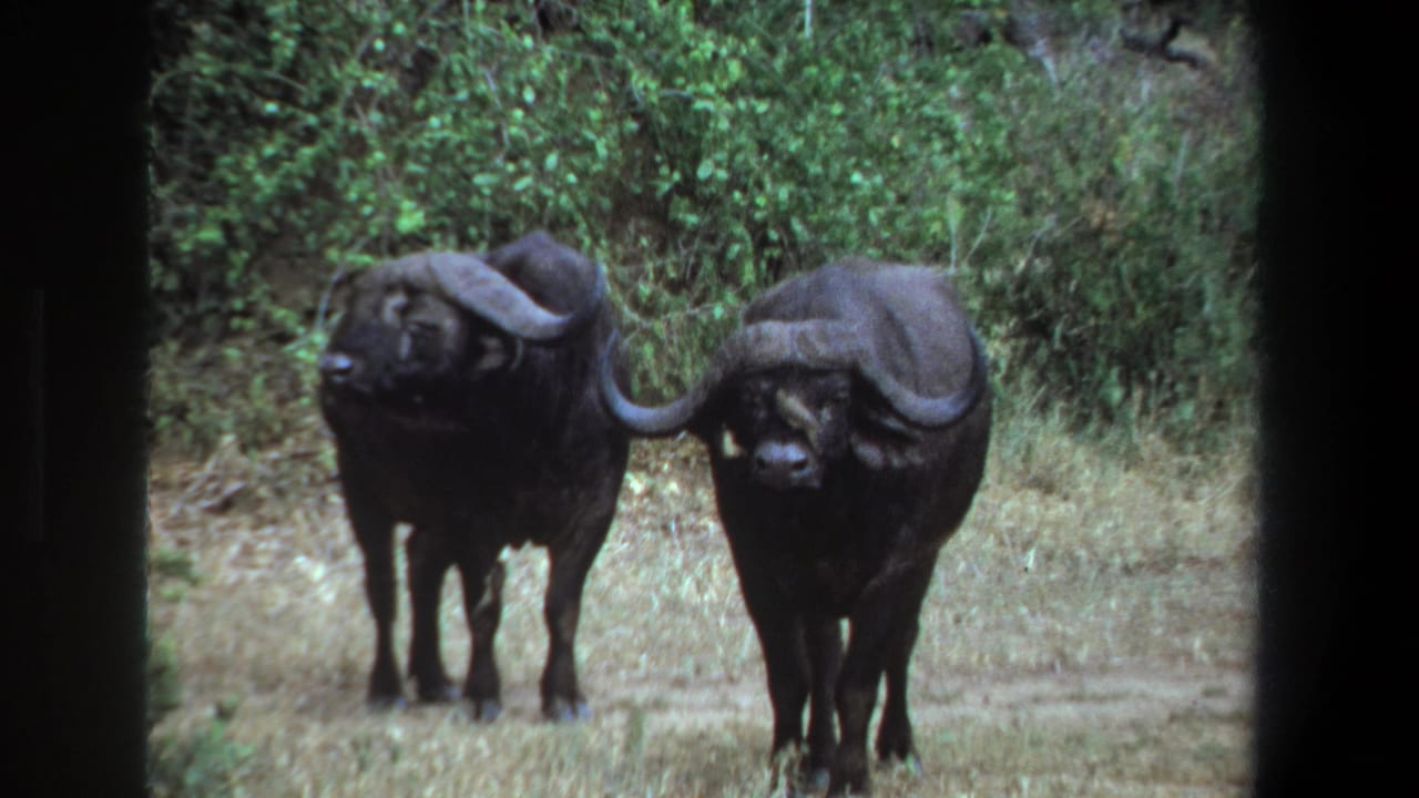Two buffalo stand close together, one slightly turned, beside dense brush.