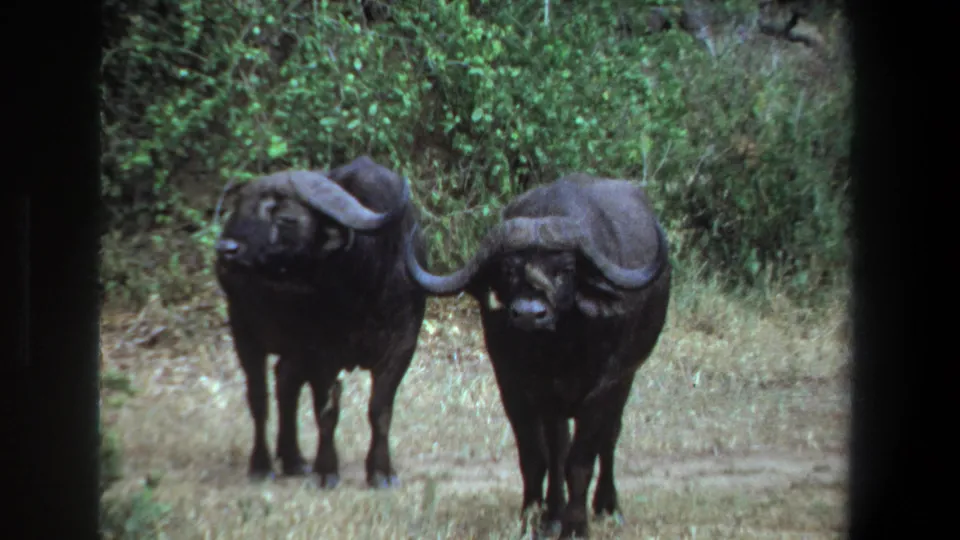 1969 Pretoria 8mm frame with two buffalo in a dry clearing, one turned slightly while the other faces forward near thick green brush.