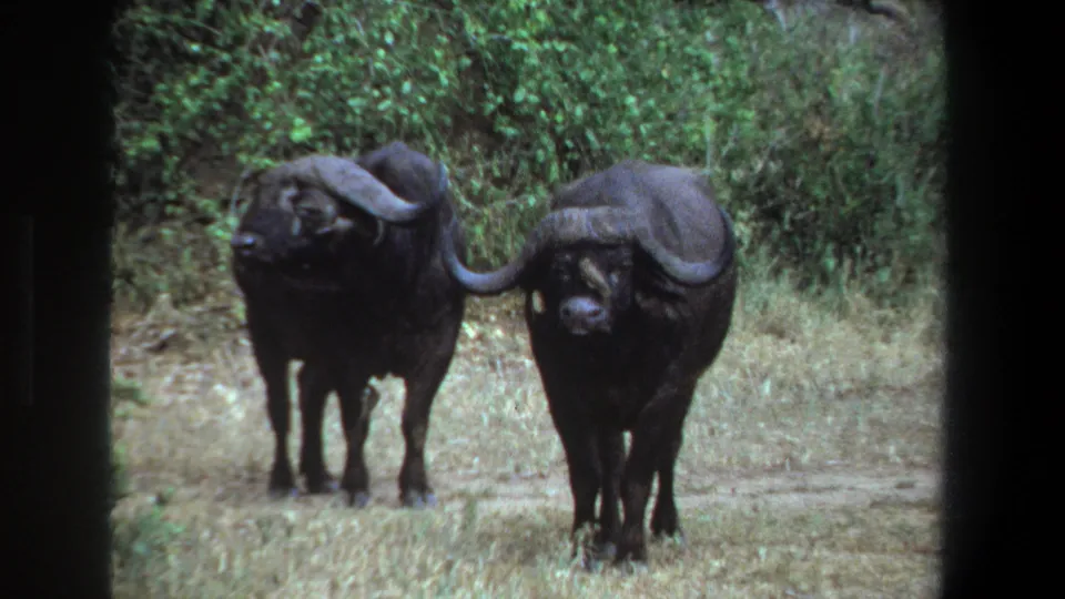 Home-movie frame from 1969 Pretoria showing two African buffalo standing in a dry clearing, with dark 8mm gate edges visible.