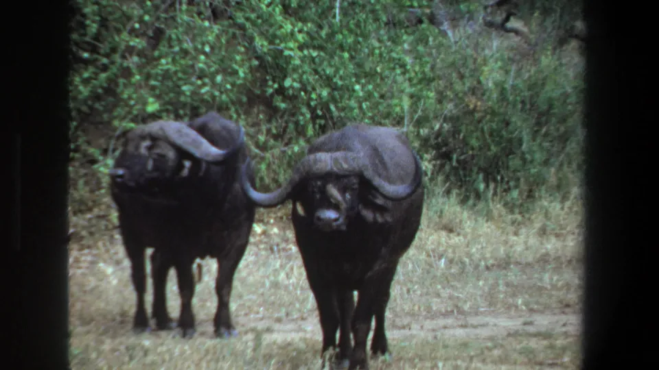1969 Pretoria wildlife frame showing two African buffalo facing the camera on a dry track, surrounded by bush and 8mm frame borders.