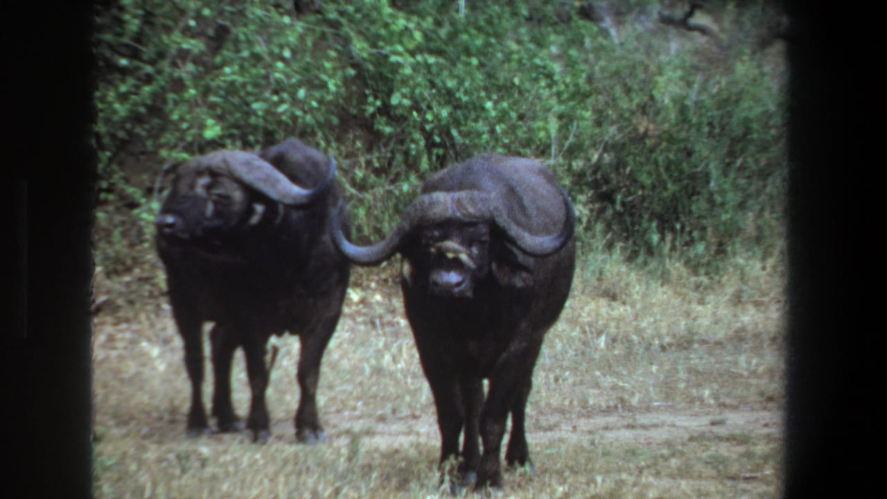 Two dark Cape buffalo face the camera in 1969 Pretoria archival 8mm footage, framed by grass, shrubs and dark film edges.