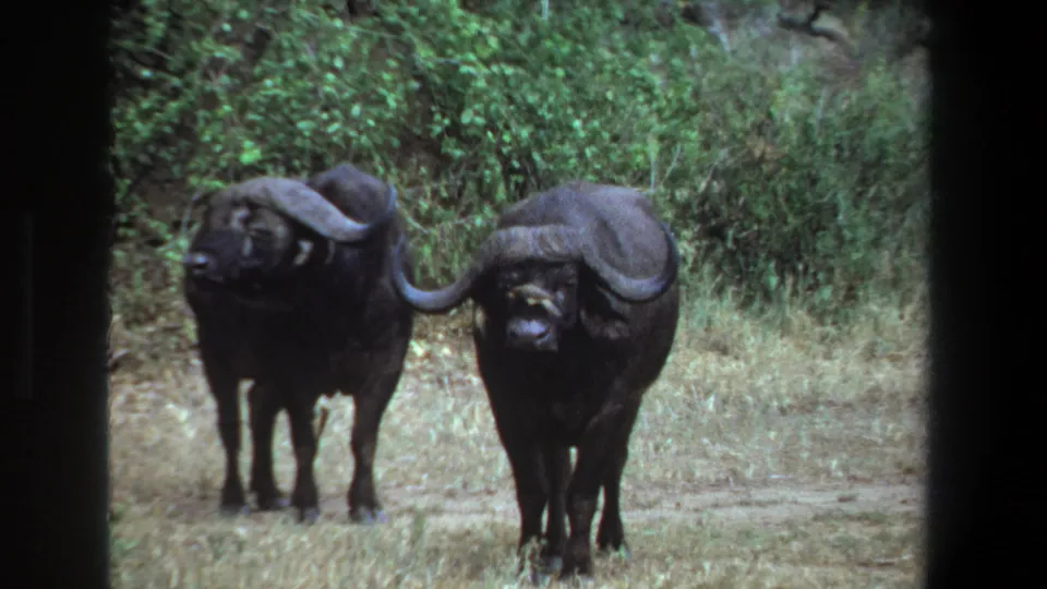 Two dark Cape buffalo face the camera in 1969 Pretoria archival 8mm footage, framed by grass, shrubs and dark film edges.