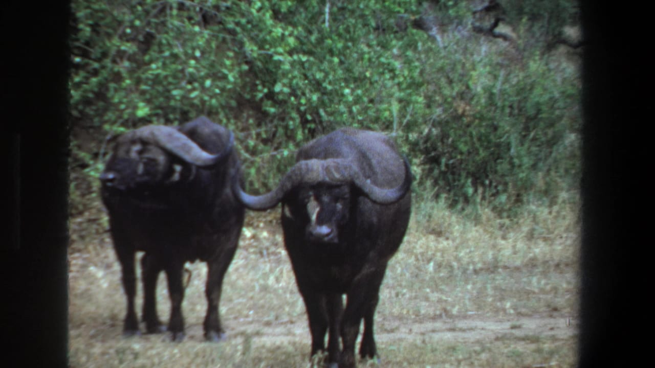 Two buffalo facing forward in a grassy clearing with dense shrubs behind them.