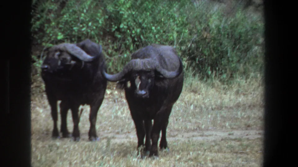 The archival 8mm frame shows two Cape buffalo in dry grass, with one animal slightly forward and dense vegetation behind.