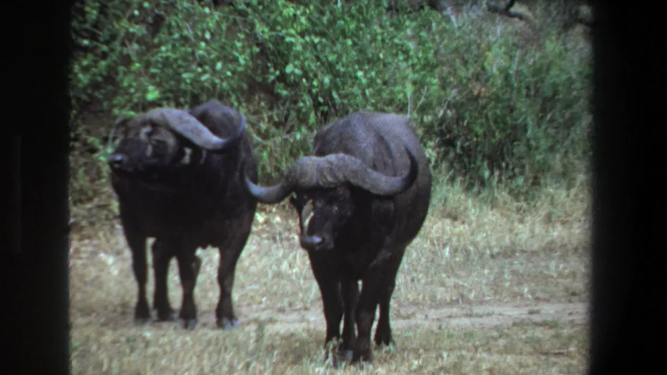 A 1969 Pretoria 8mm still shows two Cape buffalo close together as the nearer animal lowers or turns its head in the clearing.