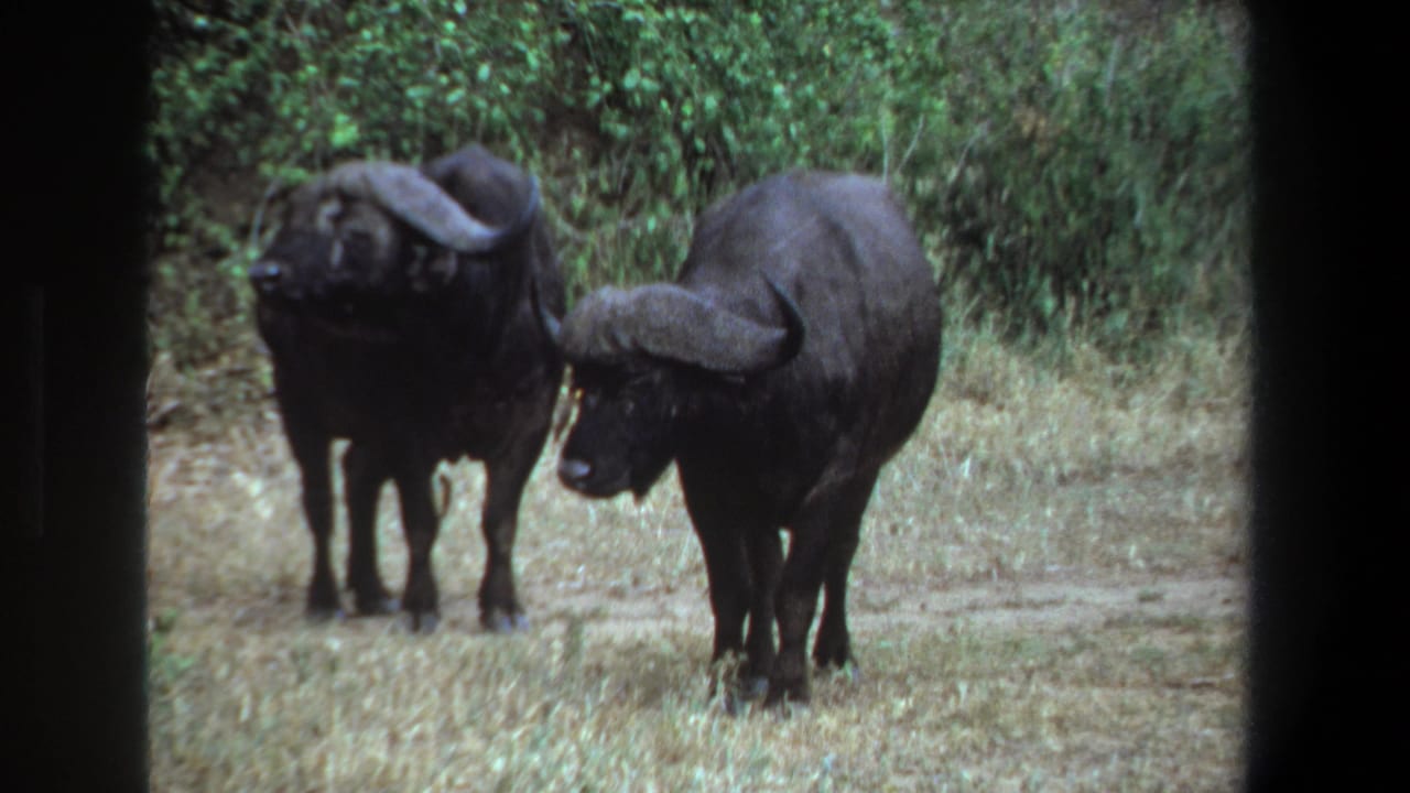 Two African buffalo stand nearly still on a dirt road in metadata-supported Pretoria, South Africa, 1969 8mm footage.
