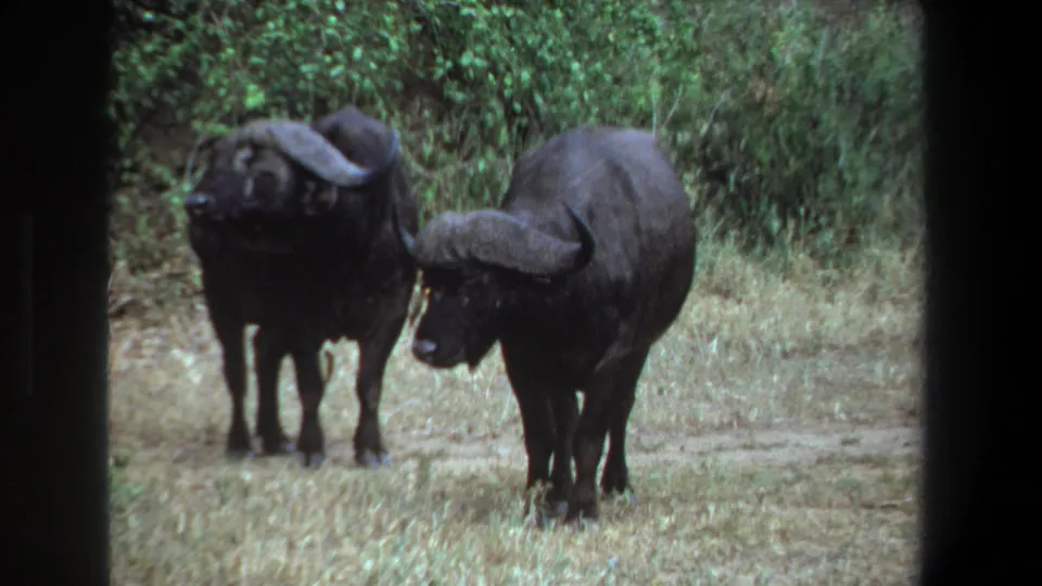 Two African buffalo stand nearly still on a dirt road in metadata-supported Pretoria, South Africa, 1969 8mm footage.