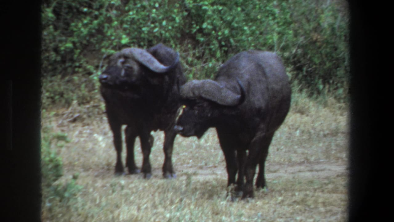 Two buffalo facing slightly different directions on a grassy road.