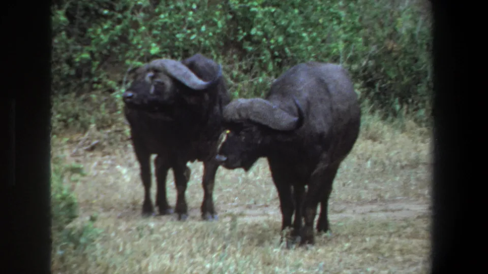 In this 1969 Pretoria home-movie frame, two buffalo remain on a dirt road with dense green vegetation behind them.
