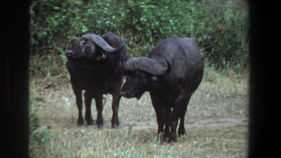 Two dark buffalo stand close together on a roadside clearing in the metadata-supported 1969 Pretoria wildlife footage.
