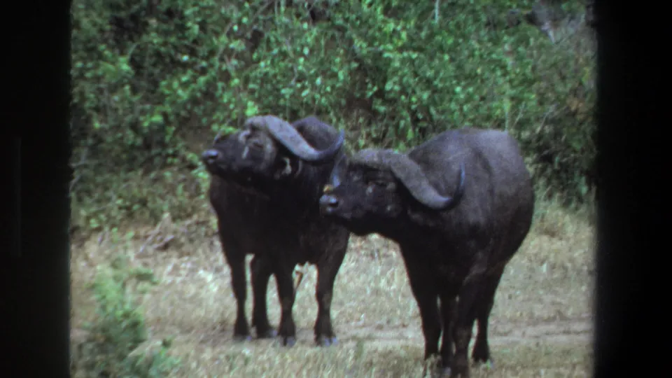 The final frame shows two African buffalo still on the road, filmed in soft 8mm color in the Pretoria, South Africa, 1969 clip.