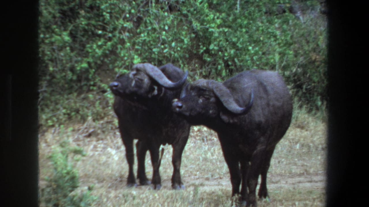Two horned African buffalo stand side by side in a grassy clearing near Pretoria, South Africa, in 1969 home-movie footage.