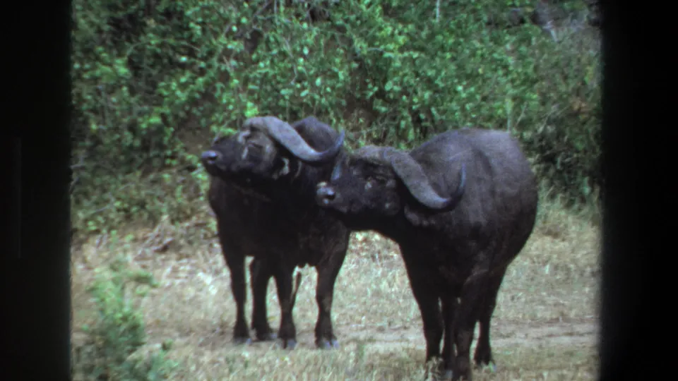 Two horned African buffalo stand side by side in a grassy clearing near Pretoria, South Africa, in 1969 home-movie footage.