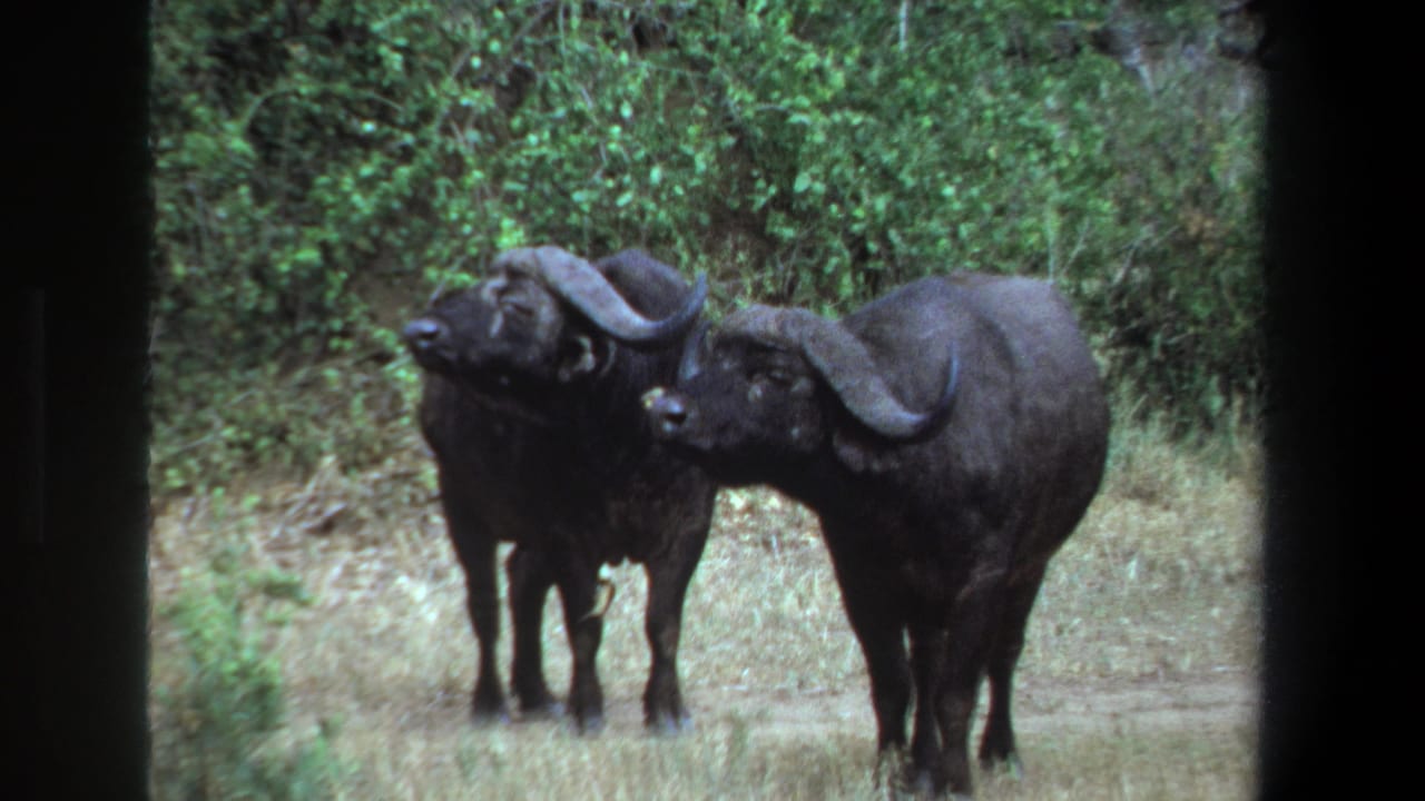 Two horned buffalo standing close together near brush and dry grass.